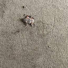 Awe our pet frog. Awe our pet frog.