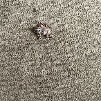 Oscoda Lakeside Hotel - Awe our pet frog. - Hotels Near Me - Au Sable, Michigan