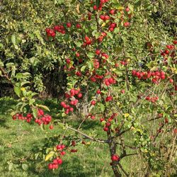 Hilltop Farm - Azarole tree
