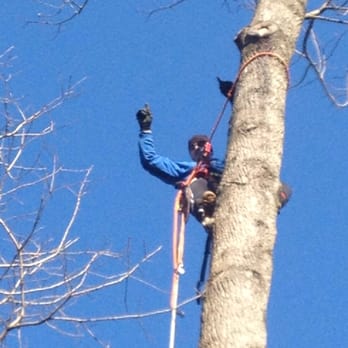 Tree Landscaping - a man climbing a tree - Landscaping Near Me - Burke, Virginia Tree Landscaping - a man climbing a tree - Landscaping Near Me - Burke, Virginia