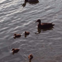 Mill Creek Park - Summer 2015 family enjoying a swim