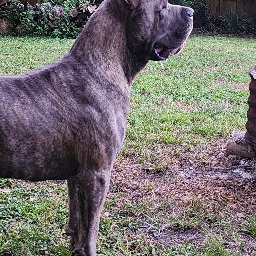 4 Paws Pet Clinic - Our boy Roman - Veterinarians Near Me - Yulee, Florida 4 Paws Pet Clinic - Our boy Roman - Veterinarians Near Me - Yulee, Florida