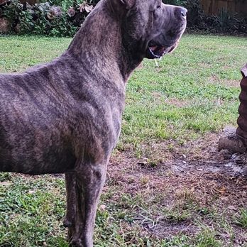 4 Paws Pet Clinic - Our boy Roman - Veterinarians Near Me - Yulee, Florida
