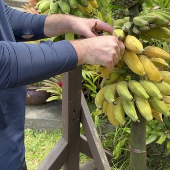 Hana Farms - Bananas - Attraction Farms Near Me - Hana, Hawaii