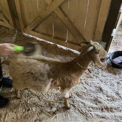 Creekside Petting Zoo