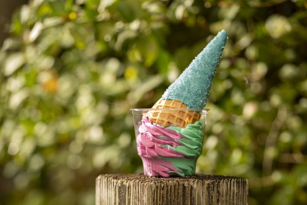 Disney Animal Kingdom by null