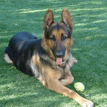 Doggie Du-Rite - Pet Training Near Me