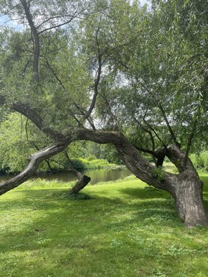 Callicoon Caffè by null