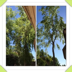 Treewise - Sissoo tree - before and after