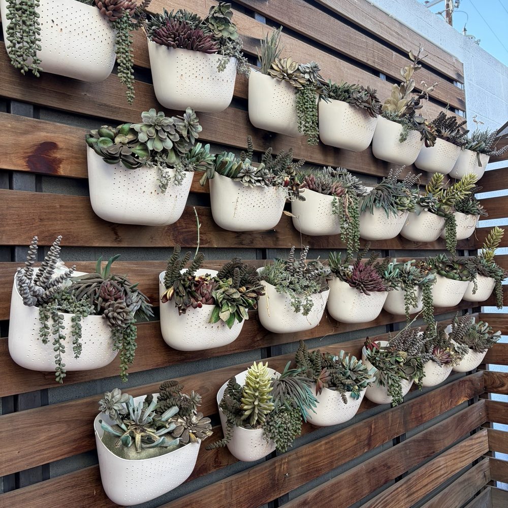 Hula's Modern Tiki - Love this succulents wall. - Hawaiian Near Me - Phoenix, Arizona Hula's Modern Tiki - Love this succulents wall. - Hawaiian Near Me - Phoenix, Arizona