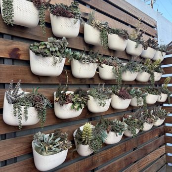 Hula's Modern Tiki - Love this succulents wall. - Hawaiian Near Me - Phoenix, Arizona Hula's Modern Tiki - Love this succulents wall. - Hawaiian Near Me - Phoenix, Arizona