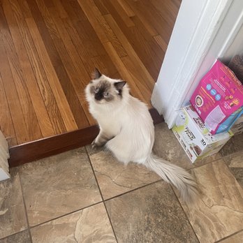 House Call Cat Grooming - Pet Groomers Near Me - Dorchester, Massachusetts