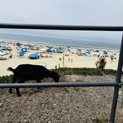 The Surfing Goats