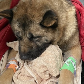 Veterinary Emergency Group - Rex recovering - Emergency Pet Hospital Near Me - Henderson, Nevada Veterinary Emergency Group - Rex recovering - Emergency Pet Hospital Near Me - Henderson, Nevada