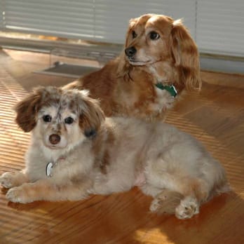 Sierra Animal Wellness Center - Ginger and Cody - Veterinarians Near Me - Colfax, California Sierra Animal Wellness Center - Ginger and Cody - Veterinarians Near Me - Colfax, California