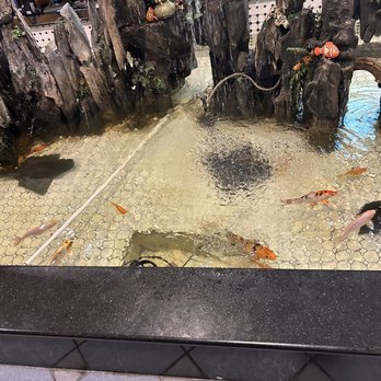 Super Buffet - a fish pond with fish in it - Restaurants Near Me - Carlisle, Pennsylvania