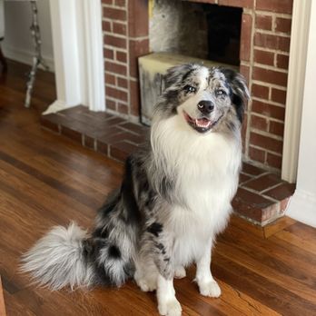 Perfect Touch Grooming - The best groomers - Pet Groomers Near Me Perfect Touch Grooming - The best groomers - Pet Groomers Near Me