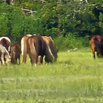 Captain Casey's Island Cruises - Ponies close-up - Boat Tours Near Me - Chincoteague, Virginia