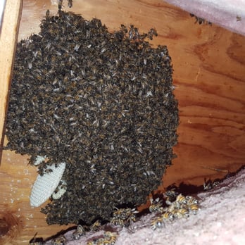 Bee Hive In The Ceiling Tempe Az Successfully Extracted By The