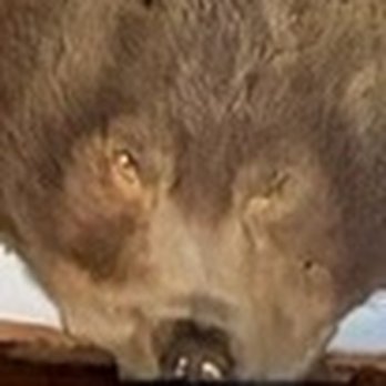 Madison Hotel - A bear pelt on the wall! - Hotels Near Me - West Yellowstone, Montana Madison Hotel - A bear pelt on the wall! - Hotels Near Me - West Yellowstone, Montana