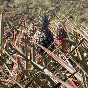 Maui Pineapple Tour - Tours Near Me - Makawao, Hawaii