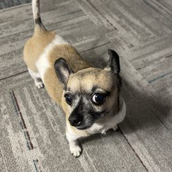 Wags N Whiskers - Lilith the Chihuahua