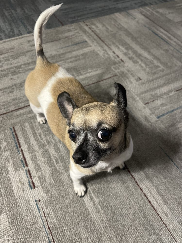 Wags N Whiskers - pet boarding facility in Little Rock, AR