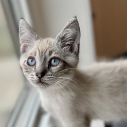 Lincoln County Animal Shelter
