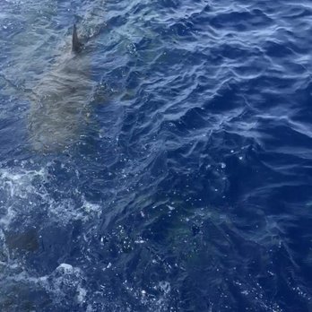 One Ocean Diving - Free Diving Near Me - Haleiwa, Hawaii