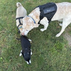 Rohr Dog Park - Safe for Dogs to greet