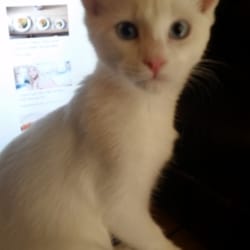 HSNT- Benbrook - Kitty