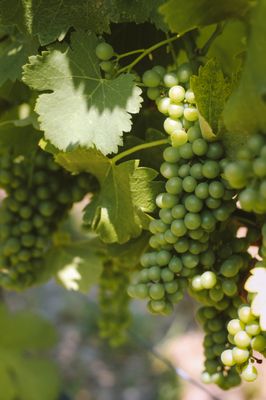 Cowhorn Vineyard & Garden by null