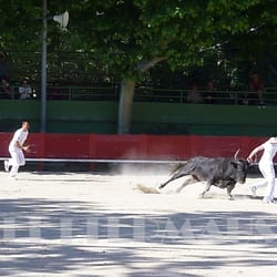 Courses Camarguaises