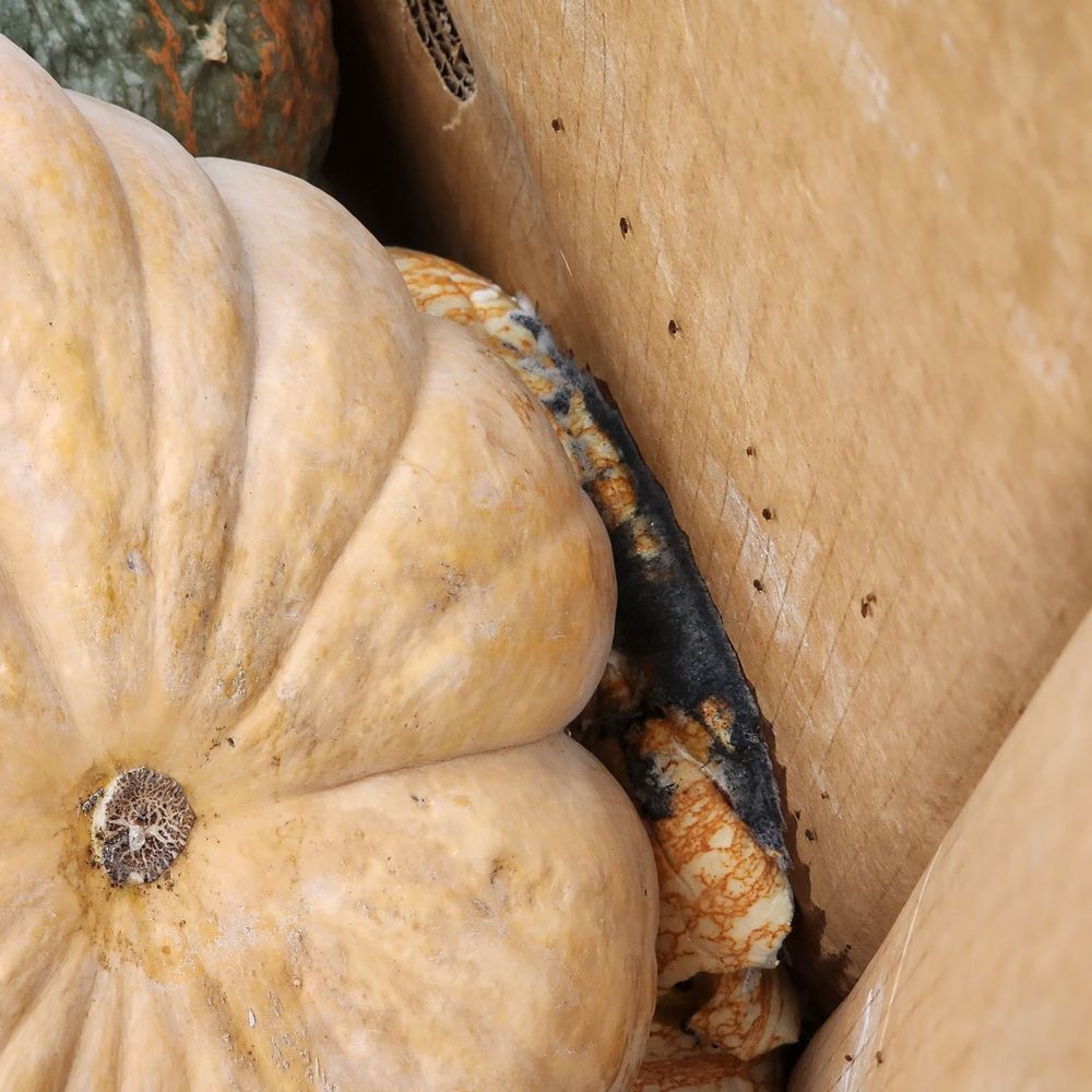 Vons - Rotten, mold, flying infested pumpkins - Grocery Near Me - Yucaipa, California