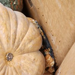 Vons - Rotten, mold, flying infested pumpkins