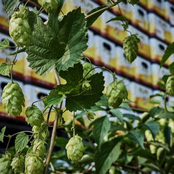 Alfa Bierbrouwerij - Alfa bierkratten met hop op de voorgrond - Breweries Near Me - Schinnen, LI Alfa Bierbrouwerij - Alfa bierkratten met hop op de voorgrond - Breweries Near Me - Schinnen, LI