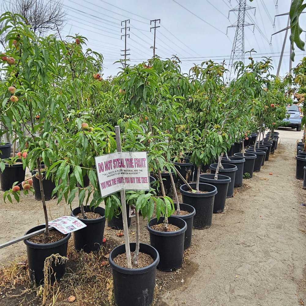 Mimosa Nursery - Don't steal the fruit. 6/14/2025 - Nurseries & Gardening Near Me - Anaheim, California Mimosa Nursery - Don't steal the fruit. 6/14/2025 - Nurseries & Gardening Near Me - Anaheim, California