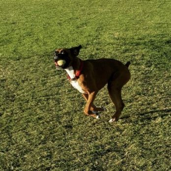 First Class Boarding &Training - Pet Boarding Near Me - Diamond Bar, California First Class Boarding &Training - Pet Boarding Near Me - Diamond Bar, California