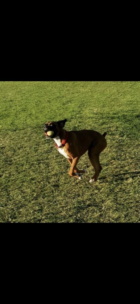 First Class Boarding &Training - pet boarding facility in Diamond Bar, CA