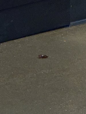 Buffalo Wild Wings by null