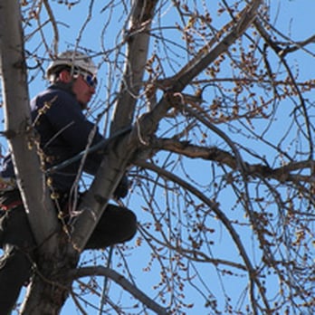 McCartney's Tree Service - We don't spike tree's; ask us why - Tree Services Near Me - Englishtown, New Jersey McCartney's Tree Service - We don't spike tree's; ask us why - Tree Services Near Me - Englishtown, New Jersey
