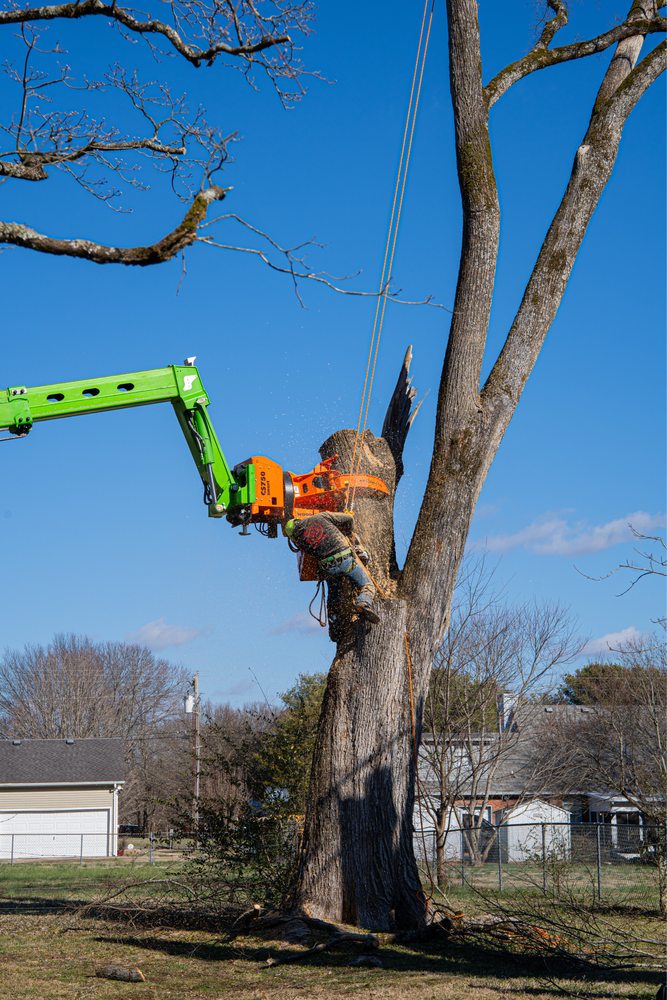 JB Tree Service - tree service in La Vergne, TN