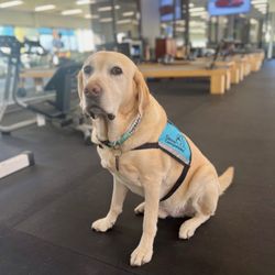 Physical Rx Physical Therapy & Pilates - Hurley the Therapy Dog
