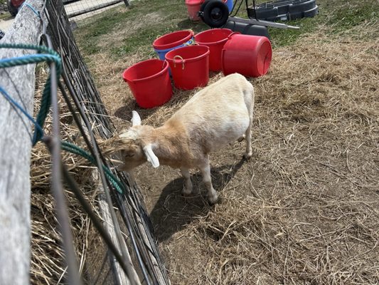 Red Apple Farm by null