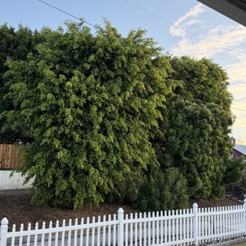 tree service - Before - Tree Services Near Me tree service - Before - Tree Services Near Me