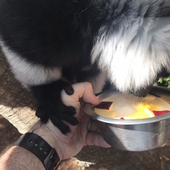Capron Park Zoo - Black and white ruff lemur in the encounter. Frozen block of fruit. - Zoos Near Me - Attleboro, Massachusetts Capron Park Zoo - Black and white ruff lemur in the encounter. Frozen block of fruit. - Zoos Near Me - Attleboro, Massachusetts