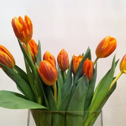 Blumen & Grünpflanzen & Dekorationen