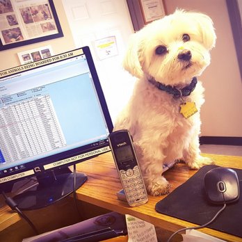 pampered pup luxury pet resort