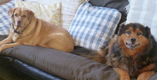 Arcata Animal Hospital 1300 Giuntoli Ln Arcata Ca Veterinarians Mapquest