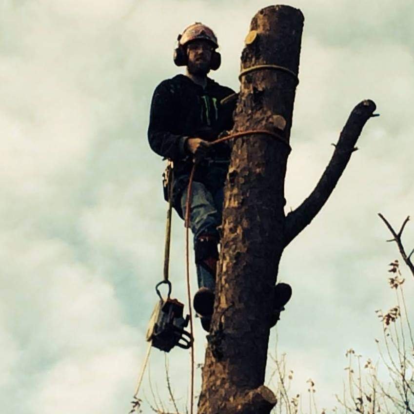 Joshua's Tree Service - tree service in Greensboro, NC